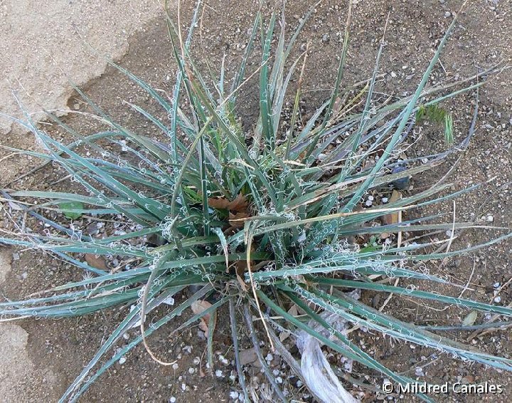 Hesperaloe parviflora California, USA ©MCA P1280345